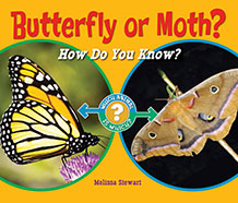 Butterfly or Moth? How Do You KNow?
