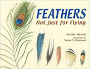 Feathers: Not Just for Flying